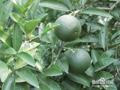 川枳壳种植在线视频,从播种到收获的在线视频攻略