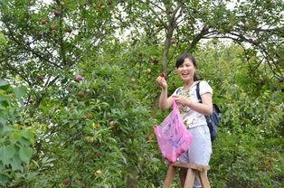 杏子论坛在线视频,探索在线视频的魅力与奥秘