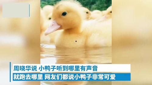 小黄鸭视在线视频,带你领略在线视频的魅力之旅